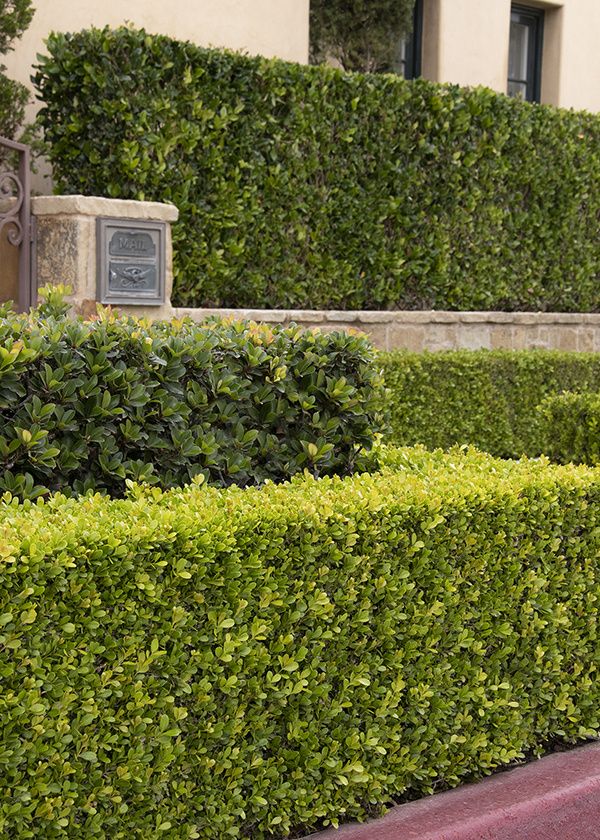 Professionally trimmed shrubs and hedges